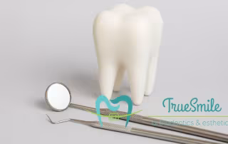 dental tooth model